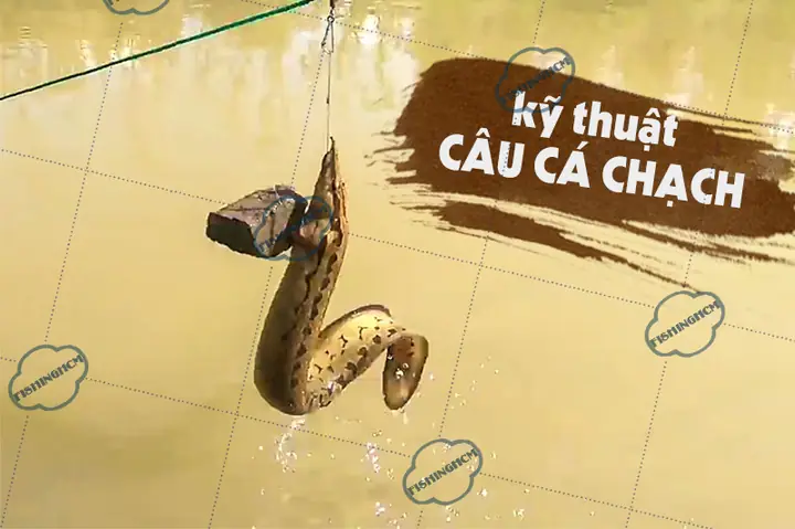 Mồi Câu Cá Chạch Sông