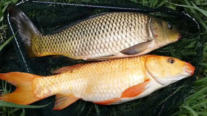 Cách Làm Mồi Câu Cá Chép Dùng Cho Câu Lăng Xê, Câu Lục Đạt Hiệu Quả Nhất.