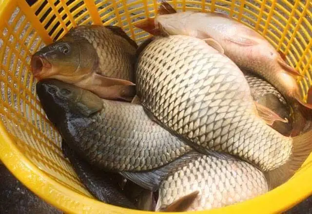 Cách Làm Mồi Câu Cá Chép Dùng Cho Câu Lăng Xê, Câu Lục Đạt Hiệu Quả Nhất.