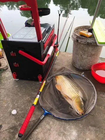 Mồi Câu Cá Chép Cũ