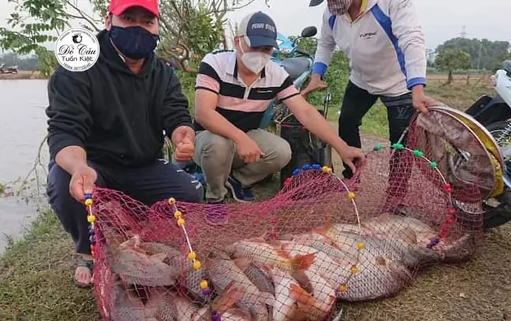 Mồi Câu Chép Hồ Dịch Vụ