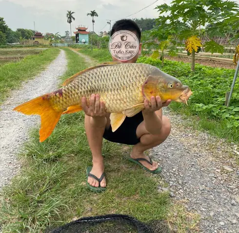 Cách Làm Mồi Câu Cá Chép Sông Hồ Tự Nhiên Và Dịch Vụ Hiệu Quả