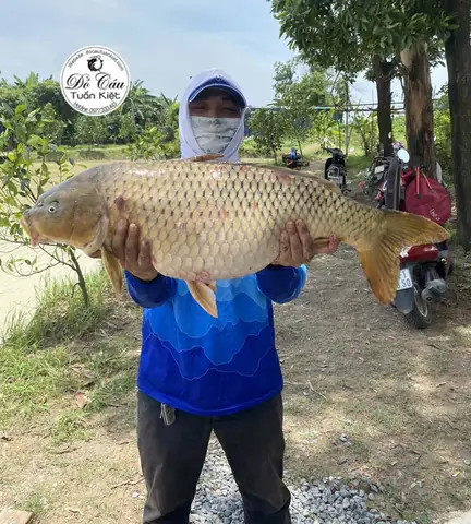 Mồi Câu Cá Chép Cụ