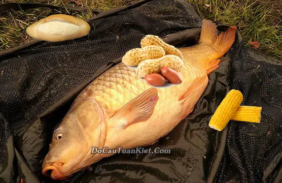 Mồi Bánh Mì Sữa Chua