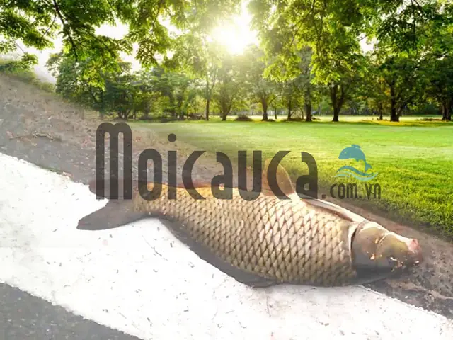 Bài Mồi Câu Chép Của Dân Tây Hay Dùng.