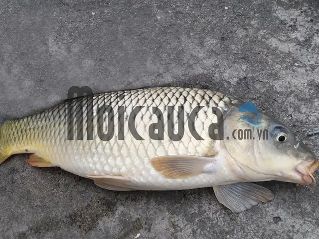 Câu Cá Chép Bằng Lưỡi Đơn Câu Ở Hồ, Câu Ao Làm Và Dùng Mồi Câu Cá Chép Hiệu Quả.