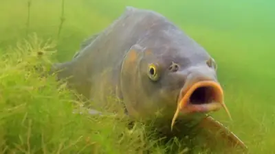 Dac-tinh-cua-ca-chep