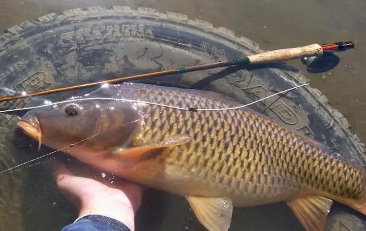 Mồi Câu Cá Chép Sông Mùa Hè