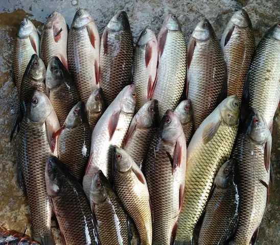 Mồi Câu Cá Chép Trắm Trôi: Công Thức Ủ Men Chuẩn Xác Giúp Câu Đâu Trúng Đó