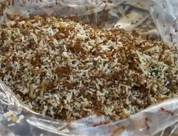 Nguyên Liệu Chuẩn Bị: