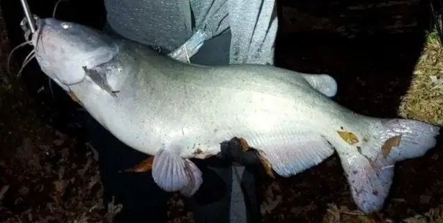 Hướng Dẫn Làm Mồi Câu Cá Da Trơn Sông Hiệu Quả Nhất