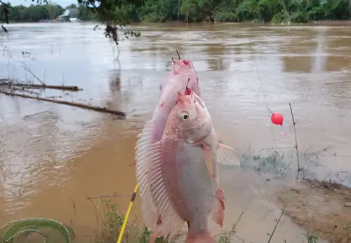Mồi Câu Cá Diêu Hồng Sông