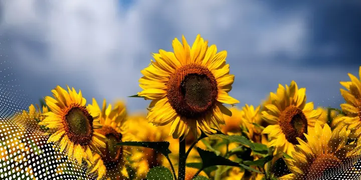 Loài Hoa Tượng Trưng Cho Cung Sư Tử Loài Hoa Tượng Trưng Cho Cung Sư Tử