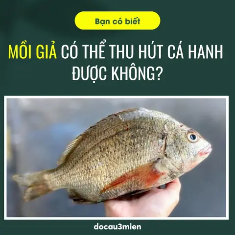 Chọn Mồi Câu Cá Hanh Thế Nào Cho Hiệu Quả? Chọn Mồi Câu Cá Hanh Thế Nào Cho Hiệu Quả?