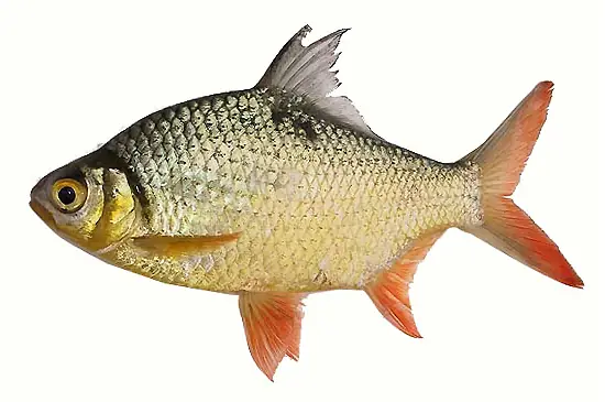 Mồi Câu Cá He Sông