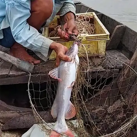 Câu Cá Lăng Sông Sử Dụng Mồi Thuốc Bắc