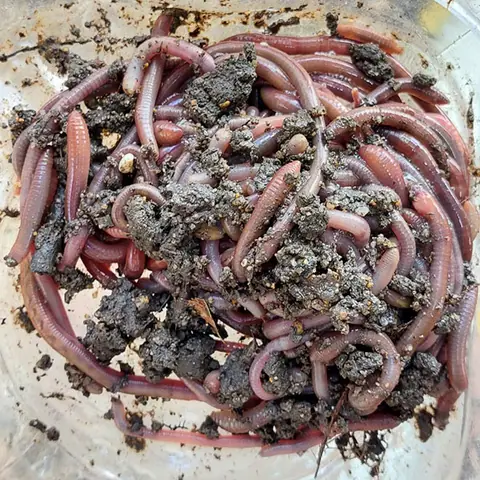 Cẩm Nang Toàn Tập Về Mồi Câu Cá Leo Sông Nhạy Và Hiệu Quả Nhất Cẩm Nang Toàn Tập Về Mồi Câu Cá Leo Sông Nhạy Và Hiệu Quả Nhất