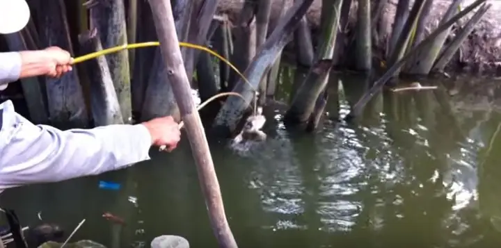 Mồi Câu Cá Lóc Độc Đáo Và Được Đánh Giá Cao