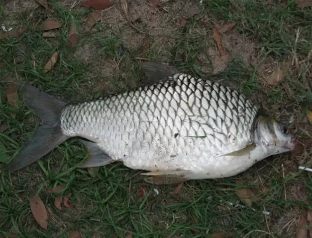 Tổng Hợp Bí Quyết Làm Mồi Câu Cá Mè Vinh Hiệu Quả