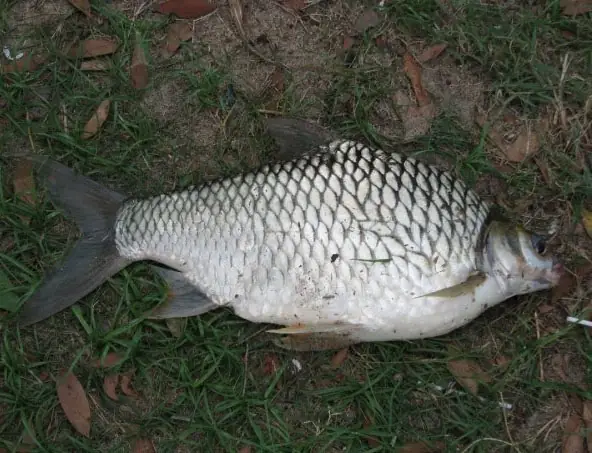 Cẩm Nang Câu Cá Mè Hoa: Đặc Tính, Thời Điểm Và Bài Mồi Bí Truyền Hiệu Quả