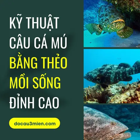 Kỹ Thuật Câu Cá Mú Bằng Thẻo Mồi Sống