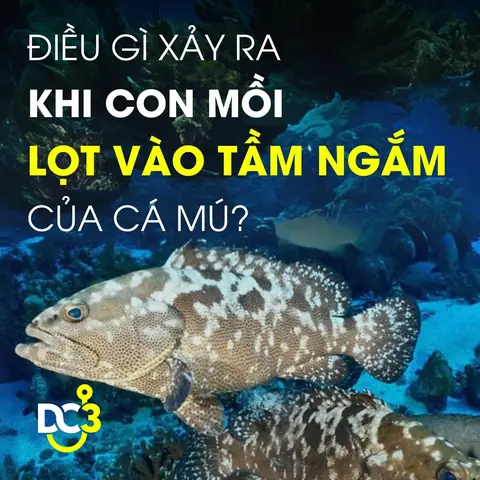 Tìm Hiểu Đặc Tính Săn Mồi Của Cá Mú