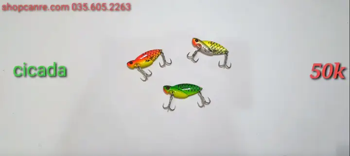 Mồi Câu Cá Ngão: Hướng Dẫn Chi Tiết Từ A Đến Z Cho Cần Thủ