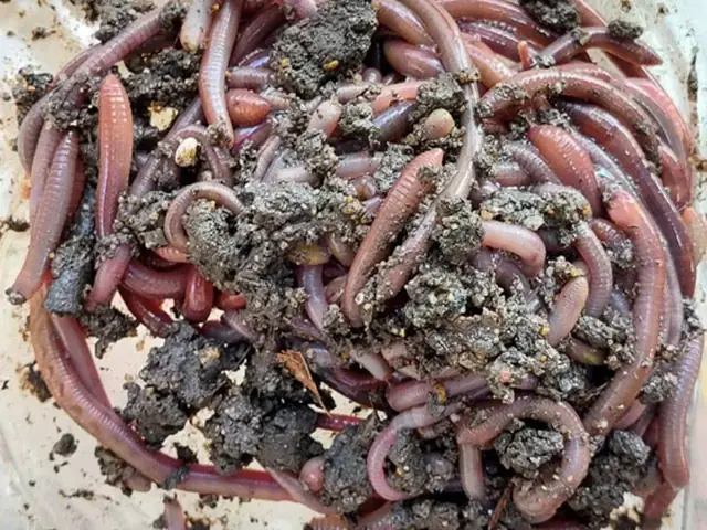 Mồi Tự Nhiên Câu Cá Rô Phi