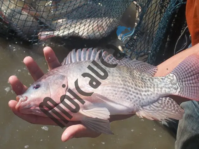 Bài Mồi Câu Cá Rô Phi Sông, Rô Phi To, Rô Phi Cụ Hàng Tự Nhiên Nhạy Hiệu Quả Cao. Bài Mồi Câu Cá Rô Phi Sông, Rô Phi To, Rô Phi Cụ Hàng Tự Nhiên Nhạy Hiệu Quả Cao.