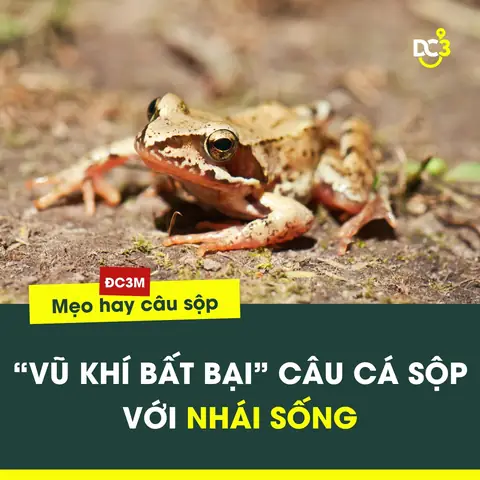 Bí Quyết Làm Mồi Câu Cá Sộp Bằng Nhái Sống