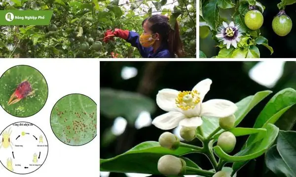 Hỗ Trợ Thụ Phấn Cho Cây Chanh Dây