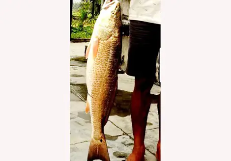 Bí Quyết Làm Mồi Câu Cá Sủ Vàng Hiệu Quả Cao: Công Thức Từ Dân Cá Độ Bí Quyết Làm Mồi Câu Cá Sủ Vàng Hiệu Quả Cao: Công Thức Từ Dân Cá Độ