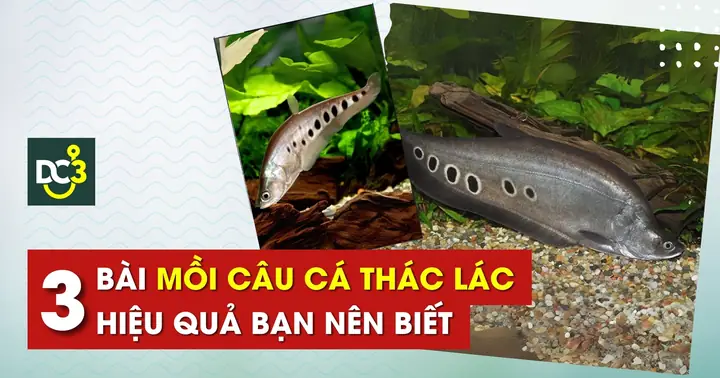 Top 3 Bài Mồi Câu Cá Thác Lác Hiệu Quả Bạn Nên Biết - 2025