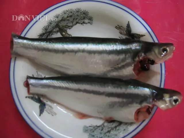 Mồi Câu Cá Tra Bần