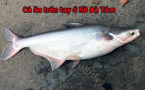 Một Số Hình Ảnh Lên Cá Tra