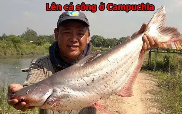 Một Số Hình Ảnh Lên Cá Tra
