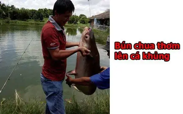 Một Số Hình Ảnh Lên Cá Tra