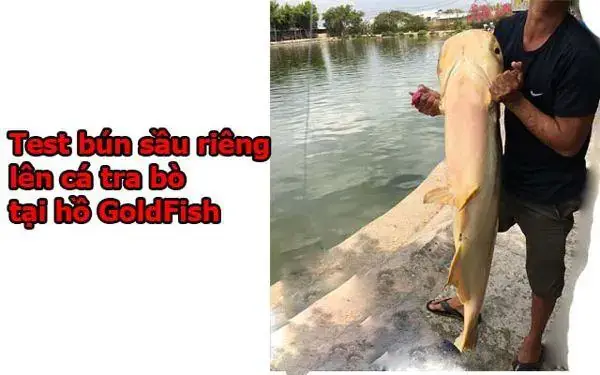 Một Số Hình Ảnh Lên Cá Tra