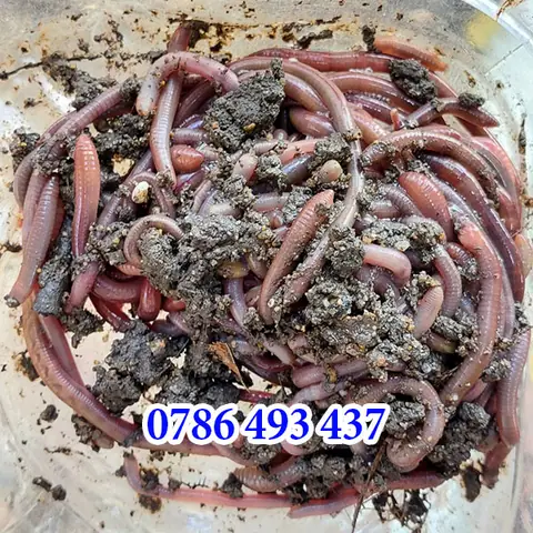 Mồi Câu Cá Tra Cá Trê: Hướng Dẫn Chi Tiết Từ Cơ Bản Đến Chuyên Gia