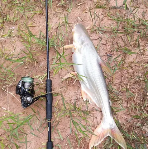 Mồi Câu Cá Tra Cá Trê: Hướng Dẫn Chi Tiết Từ Cơ Bản Đến Chuyên Gia