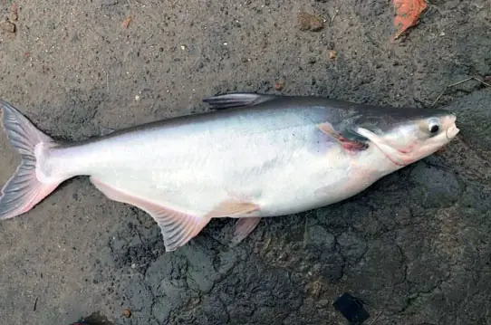 Mồi Câu Cá Tra Hầm