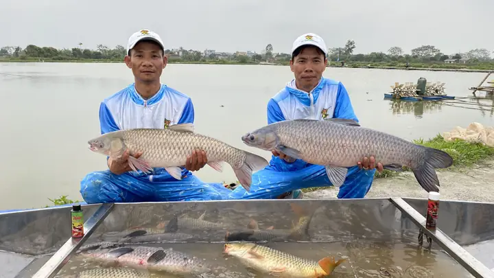 Mồi Câu Cá Trắm Cỏ Mùa Đông