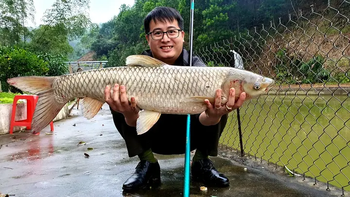 Mồi Câu Cá Trắm Cỏ Mùa Đông