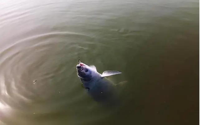 Mồi Câu Cá Trắm Đen Mùa Đông