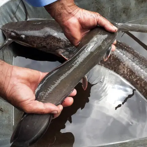 Vì Sao Cá Trê Nuôi, Thả Ao Lại Khó Câu? Vì Sao Cá Trê Nuôi, Thả Ao Lại Khó Câu?