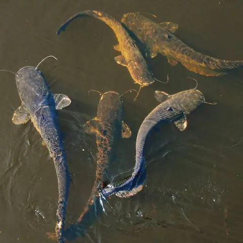 Bước 5: Ủ Mồi Bước 5: Ủ Mồi