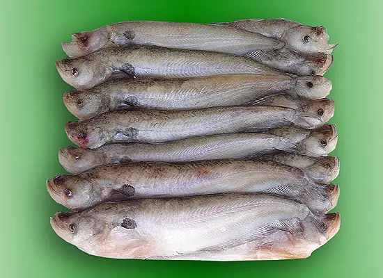 Mồi Câu Cá Trèn Mồi Câu Cá Trèn