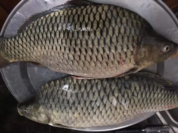 Mồi Câu Cá Trôi Chép: Hướng Dẫn Chi Tiết Từ A-z