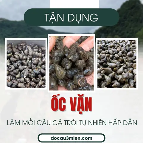 Tận Dụng Ốc Vặn Làm Mồi Câu Cá Trôi Tự Nhiên Hấp Dẫn