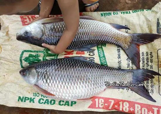 Đặc Tính Ăn Mồi Của Cá Trôi Đặc Tính Ăn Mồi Của Cá Trôi